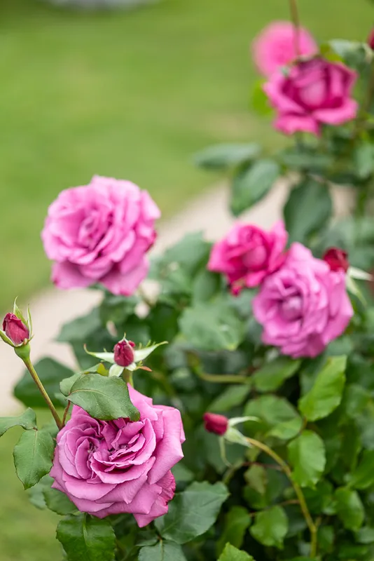 Fête des Roses à la Villa Ephrussi de Rothschild - Photographe Loic Bisoli